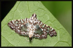 Crambidae, Spilomelinae - Glyphodes onychinalis
7570