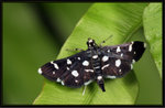 Crambidae, Spilomelinae - Bocchoris inspersalis
8844