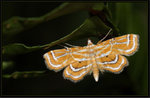 Crambidae, Musotiminae - Cymoriza sp. nr. albiflavidalis
8996a