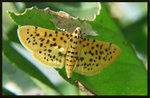 Crambidae, Spilomelinae - Dichocrocis punctiferalis
9227