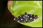 Crambidae, Spilomelinae - Bocchoris inspersalis
9821