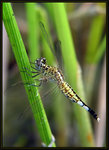 錐腹蜻 - 雌性
1057
