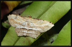 Geometridae, Ennominae - Calletaera postvittata

0202
