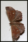 Geometridae, Ennominae - Xerodes contiguaria

0891