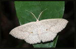 Geometridae, Sterrhinae - Perixera flavispila
1096