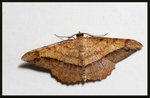 Geometridae, Ennominae - Pseudonadagara semicolor
1238