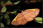 Geometridae, Ennominae - Plutodes costatus
1900