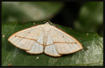 Geometridae, Ennominae - Lomographa inamata
2124