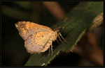 mar 8 2013

Geometridae, Larentiinae, Xanthorhoini - Gonanticlea aversa

3123