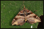 Geometridae, Larentiinae, Xanthorhoini - Gonanticlea aversa

3141