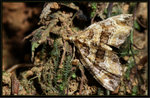 Geometridae, Larentiinae - Chaetolopha incurvata

3201
