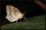 3-8-2013
Geometridae, Ennominae - Calletaera postvittata

3349