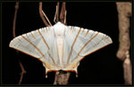 Geometridae, Ennominae - Ourapteryx clara

4081