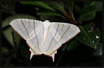 Geometridae, Ennominae - Ourapteryx clara

4182