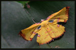 Geometridae, Ennominae - Corymica spatiosa male
4218
