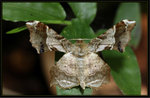 尺蛾科 Geometridae, Ennominae - Krananda oliveomarginata

4540