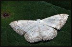 Geometridae, Sterrhinae - Scopula propinquaria

5289