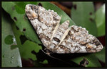 Geometridae, Ennominae - Cleora alienaria ?
5806