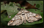 Geometridae, Ennominae - Cleora alienaria ?

5813