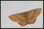 尺蛾科Geometridae, Sterrhinae - Chrysocraspeda faganaria

5932