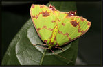 Nov 15
Geometridae, Geometrinae - Agathia lycaenaria

6102