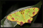 Geometridae, Geometrinae - Agathia lycaenaria

6119