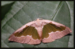 Geometridae, Ennominae - Celenna festivaria
6330