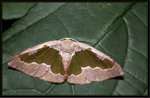 Geometridae, Ennominae - Celenna festivaria

6336
