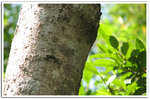 Geometridae, Ennominae - Hypomecis cineracea (melanic form is new for HK) 6869