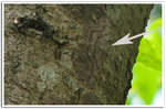Geometridae, Ennominae - Hypomecis cineracea (melanic form is new for HK) 6869a