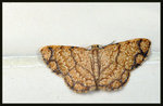 Geometridae, Ennominae - Heterostegane urbica
6902