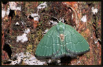 Geometridae, Geometrinae - Hemithea tritonaria

6916