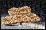 Nov 22
Geometridae, Ennominae - Synegia eumeleata
7131a