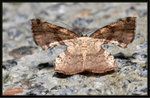 Geometridae, Ennominae - Corymica deducta

8579