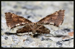 Geometridae, Ennominae - Corymica deducta

SHING MUN 2011-11-13
8594