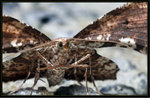 Geometridae, Ennominae - Corymica deducta

8597