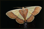 Geometridae, Ennominae - Plutodes exquisita
9478