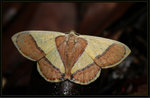 Geometridae, Ennominae - Plutodes exquisita
9489