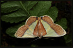 Geometridae, Ennominae - Plutodes exquisita
9502