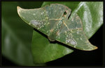 Geometridae, Geometrinae - Tanaorhinus viridiluteata 
4573