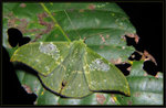 Geometridae, Geometrinae - Tanaorhinus viridiluteata 7867 7-8