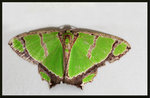 Geometridae, Geometrinae - Agathia carissima
9355