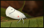 彩蛾蠟蟬 Cerynia maria
7721