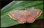 Geometridae, Larentiinae - Eois sp.

2133