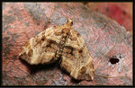 Geometridae, Larentiinae - Chaetolopha incurvata
9345