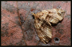 Geometridae, Larentiinae - Chaetolopha incurvata
9356