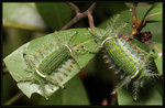 Limacodidae - Parasa sp.
2983
