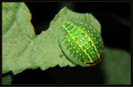 刺蛾科幼蟲Limacodidae larva

4906