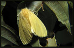 Erebidae, Lymantriinae - Perina nuda

0047