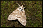 Lymantria mathura subpallida Okano 1959 櫟毒蛾 (波斑毒蛾)
3454